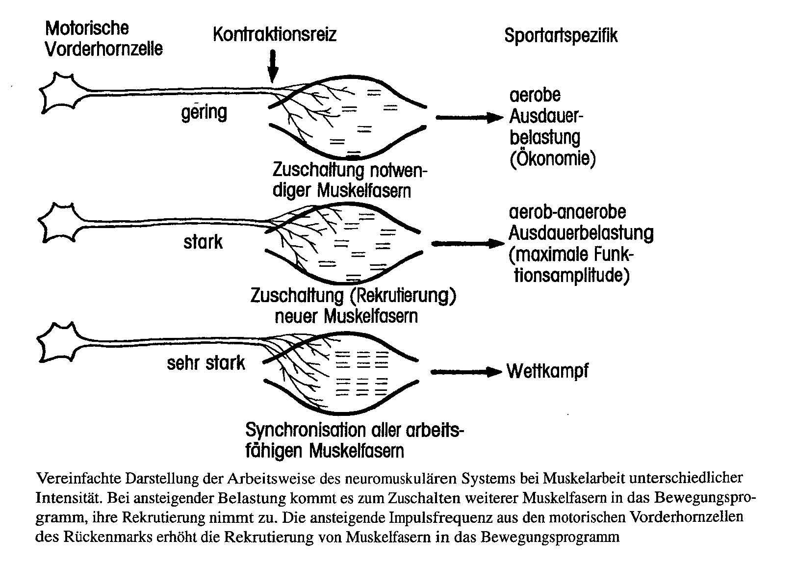 neuromuskuläres System